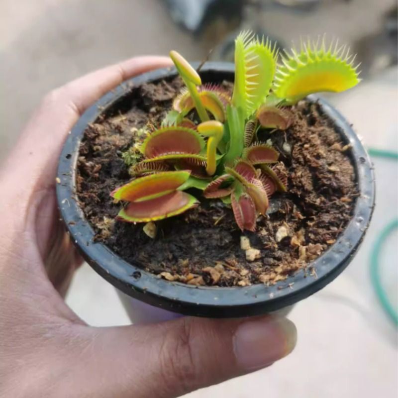 食虫植物黛瑞安娜猪笼草：巨笼来袭，你准备好了吗？