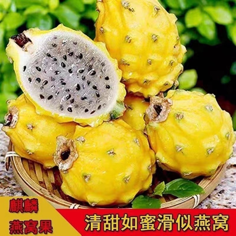 海南新鲜燕窝果 Pregnant Lady&#x27;s Rare Gift Box - The Golden Dragon Fruit ✨