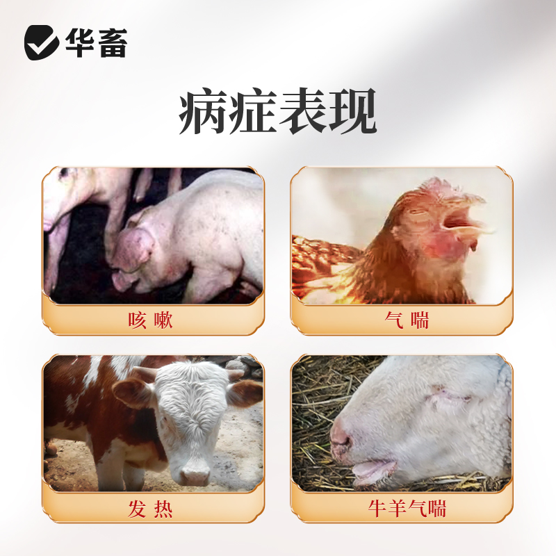 华畜麻杏石甘散：破解猪牛羊鸡呼吸道难题的神奇兽药！
