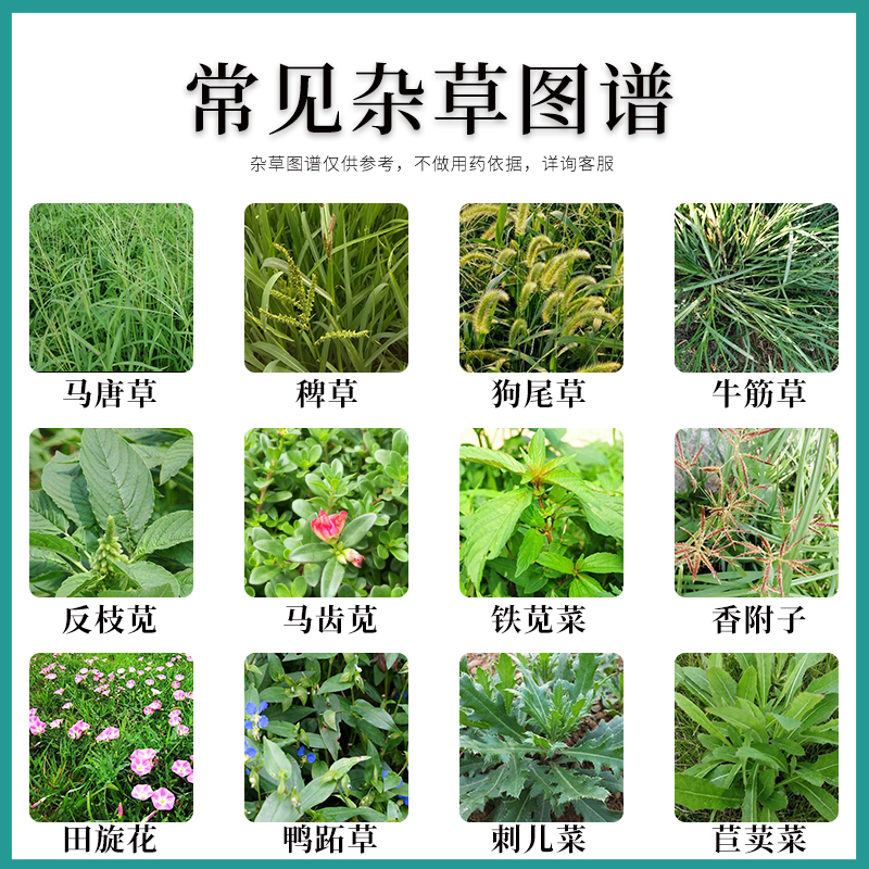玉米地除草秘籍大公开：硝磺草酮莠去津，守护甜糯玉米的绿色屏障！