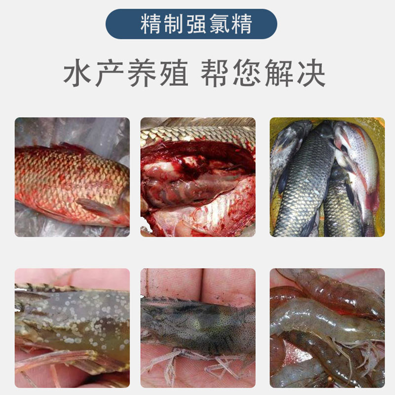 鱼塘救星！强氯精粉真的太香了！杀菌除臭净水一锅端