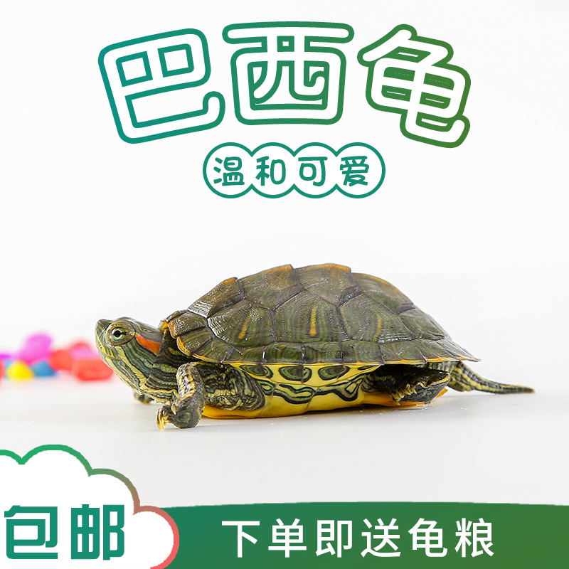 纯种三线闭壳龟苗：招财宠物，观赏必备，正宗海南大黄头来啦！✨