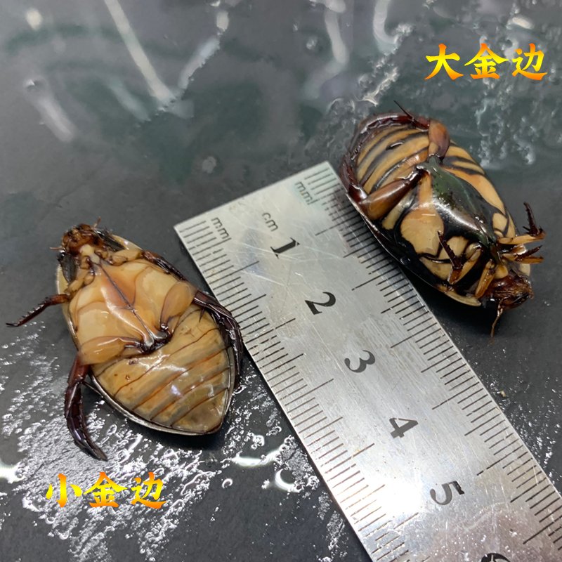 金边龙虱：神秘水下生物的养殖与食用新趋势！