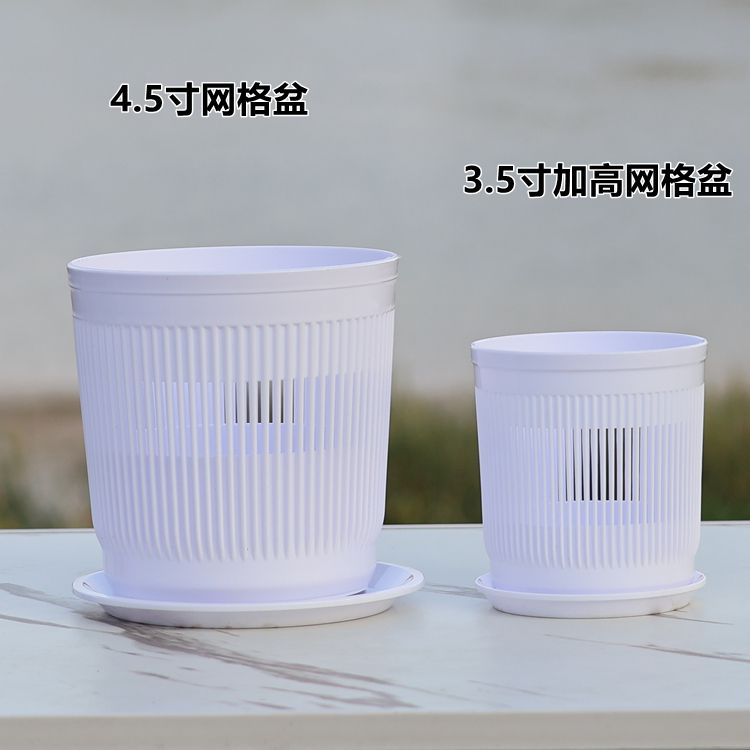 现货实拍，日本天鹅座月亮骑士高端春石斛，春天的馈赠✨