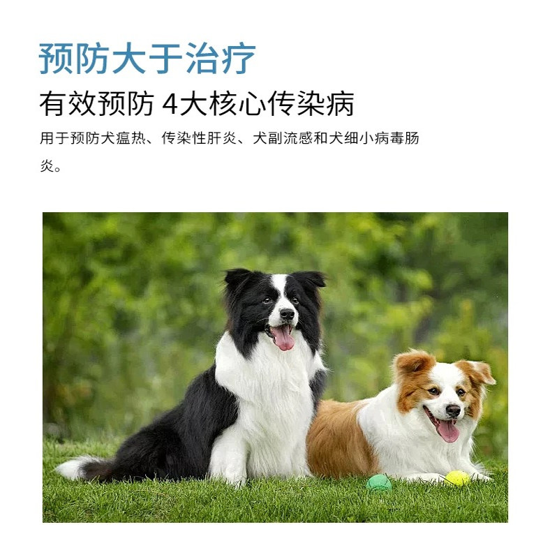 英特威四联狗疫苗：守护宠物健康的终极防线，金毛泰迪幼犬成犬必备神器！