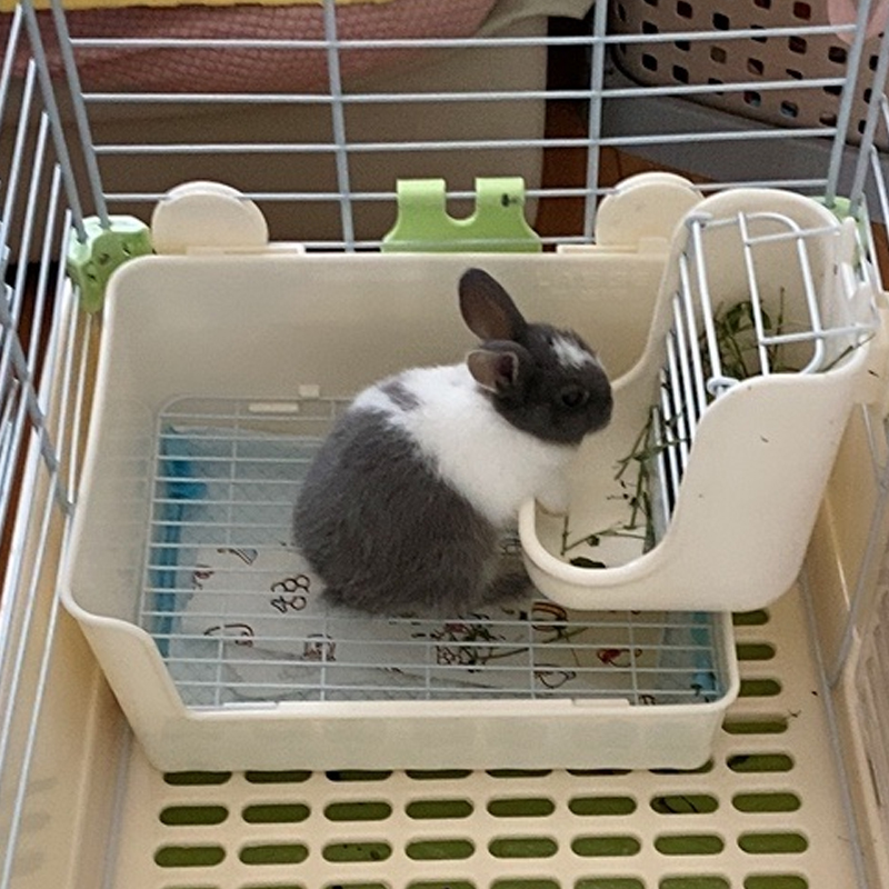 兔子草架内外置大容量可固定宠物喂食器：龙猫粮饲料盒草架用品防扒神器，如何选择最适合你的宠物喂食神器？