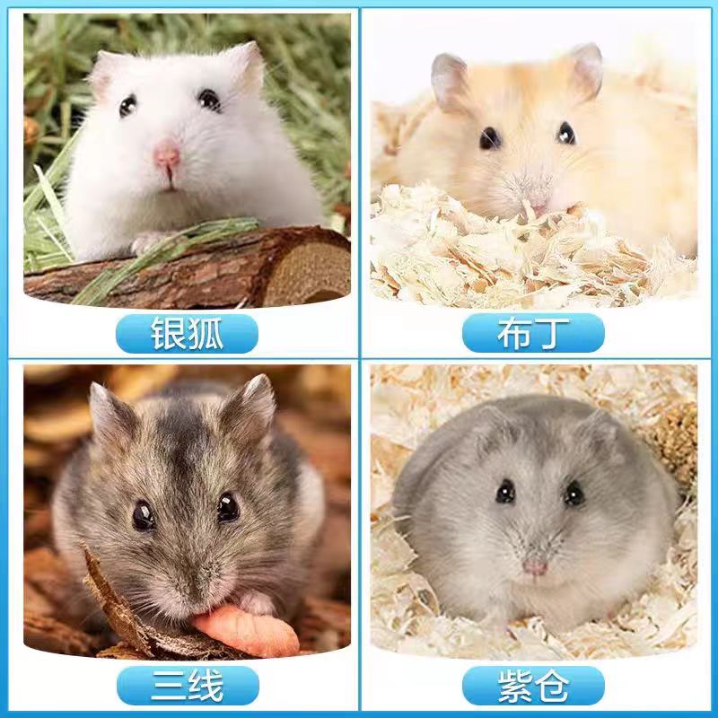超萌金丝熊仓鼠来袭！宠物新手必备，轻松养宠攻略