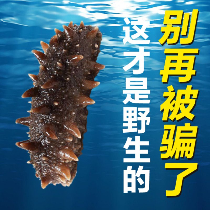 北京同仁堂黑金辽参，滋补界的扛把子，你还在等什么？
