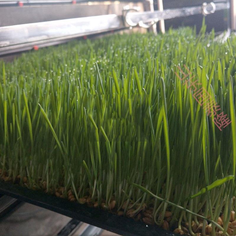 迪生水培牧草集装箱：一箱多用，无土栽培新潮流