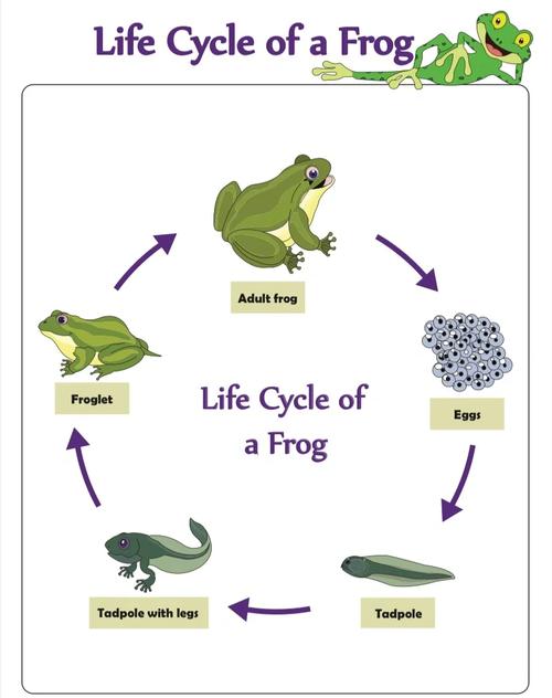 奇蛋生物,揭秘自然界中的神秘蛋生蛋现象