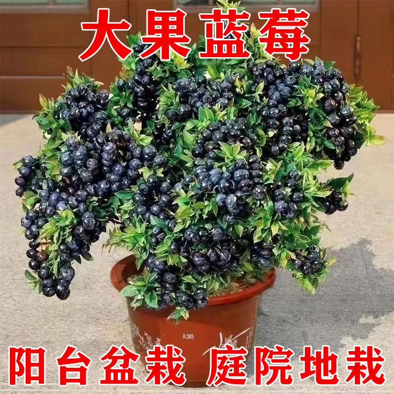 带花苞大果蓝莓新品种：香甜盆栽，南北通吃，你的阳台庭院新宠儿！