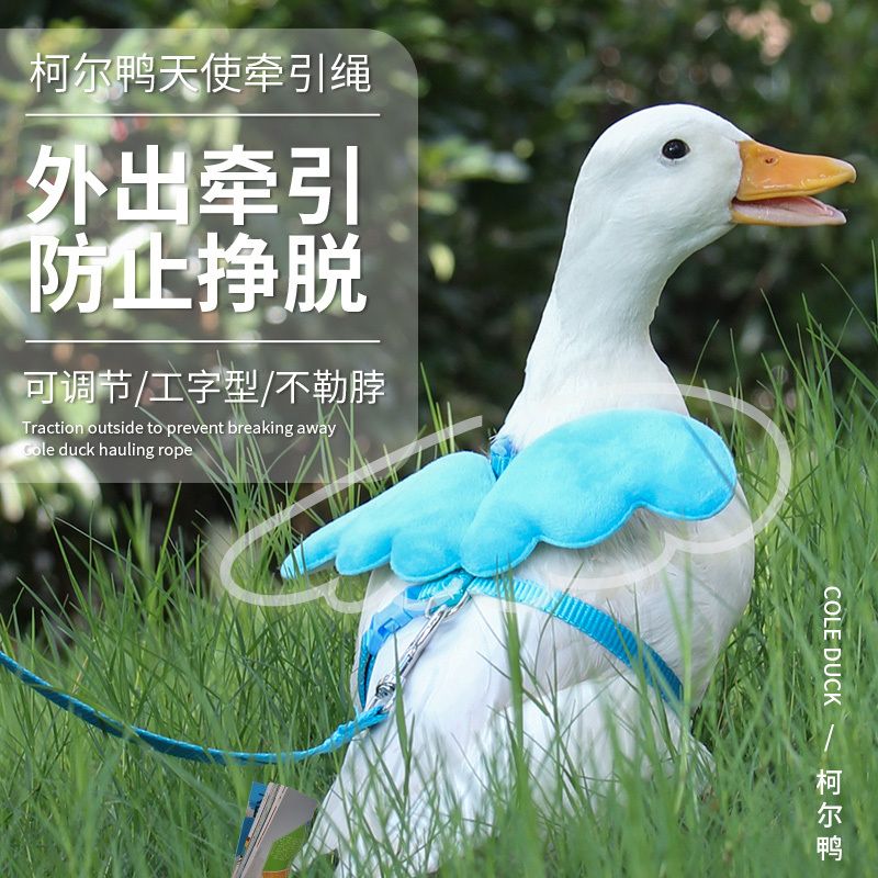 柯尔鸭牵引绳：遛鸭子的小秘密武器，养鸭新手必看攻略！