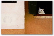 Cat Screensaver EV1.5
