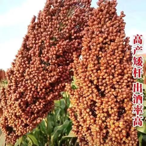 揭秘豆包字节跳动官网背后的那些事儿