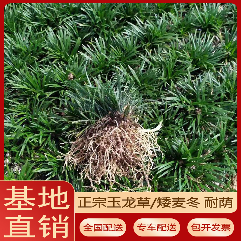 玉龙草矮麦冬细叶麦冬：耐寒四季常青，打造理想庭院的秘密武器！