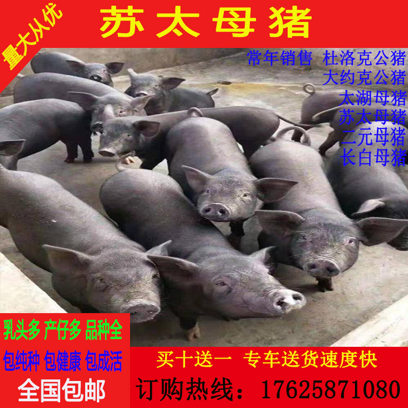 30斤活体种猪真香预警！苏太母猪+杜洛克公猪，养殖小白也能养出高产猪！
