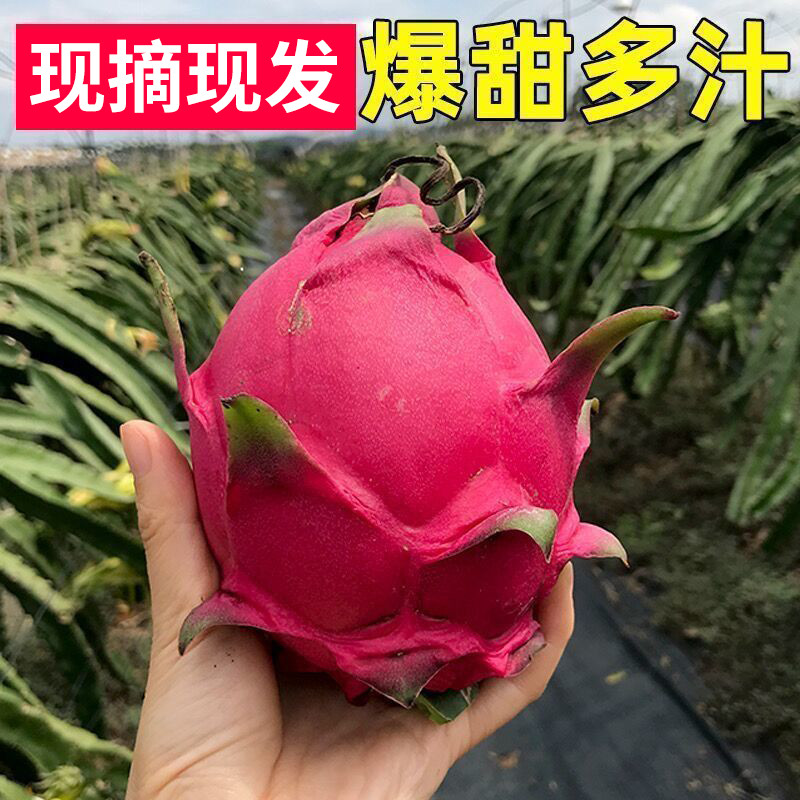 7月百县百品助农广西田东县火龙果3斤：夏日甜蜜炸弹，鲜甜直达舌尖！