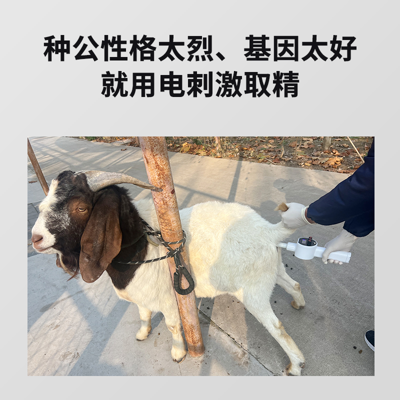 揭秘牛用采精器：高效养殖的秘密武器，带你走进牛用人工采精设备的世界！