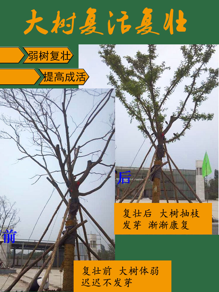 国光施它活：大树移栽的救命稻草，轻松搞定移栽难题！