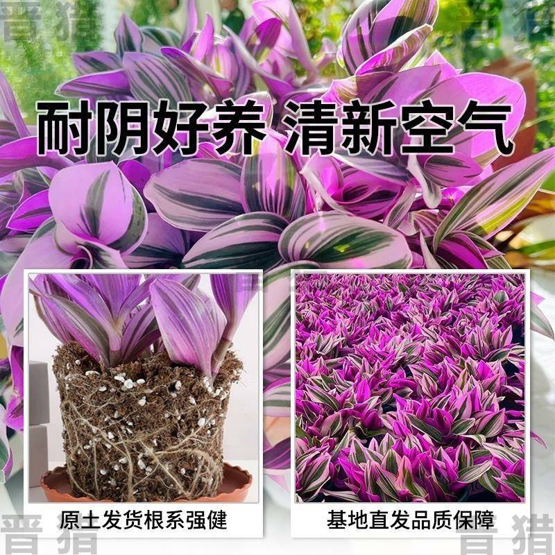 油画婚礼紫露吊兰多肉盆栽：室内植物界的颜值担当，打造梦幻绿植空间！