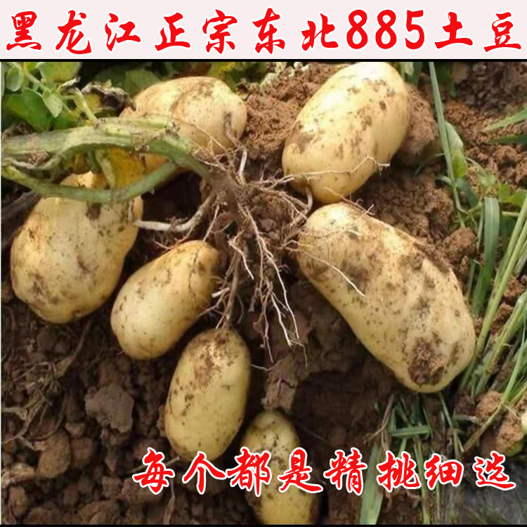 东北黑龙江农家新鲜黄瓤尤金885大土豆：正宗黄心土豆，带你走进土特产的黄金时代！
