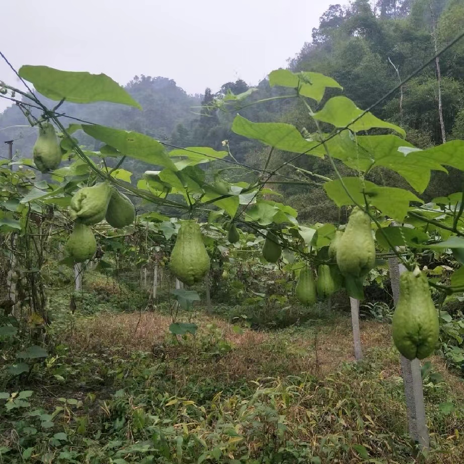 贵州农家自种佛手瓜洋茄子虎儿瓜洋瓜：现摘现发，尝鲜就这么简单！