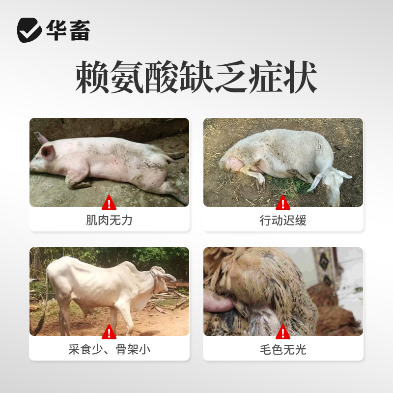 华畜兽用赖氨酸：畜牧专用促生产，饲料利用率大升级！