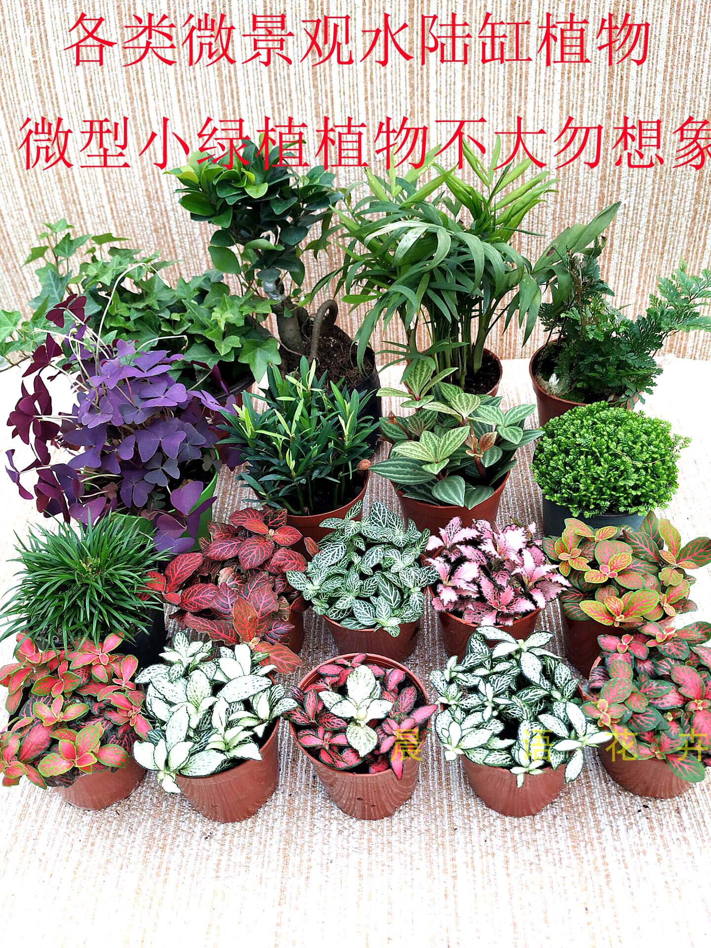 「空城里」孔雀藓：给生活添一抹绿意，微景观造景植物新宠