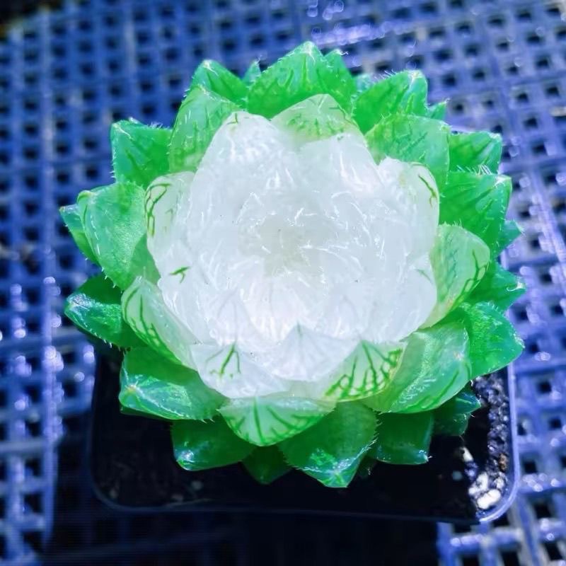 进口宝莲灯花盆栽：高贵典雅，点亮生活每一角落！
