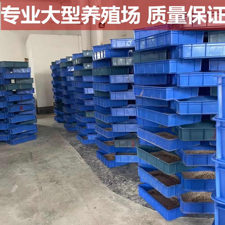 2023世界奢侈品牌排行榜：谁才是真正的王者？