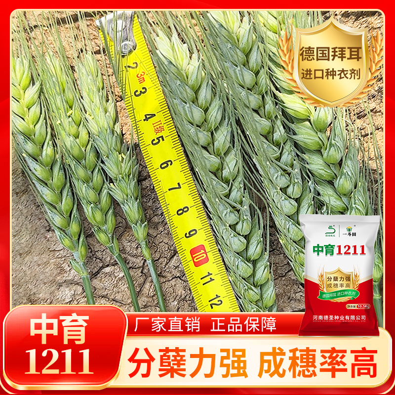 中育1211小麦种子：抗性强，高产稳产，种植界的明星选手！