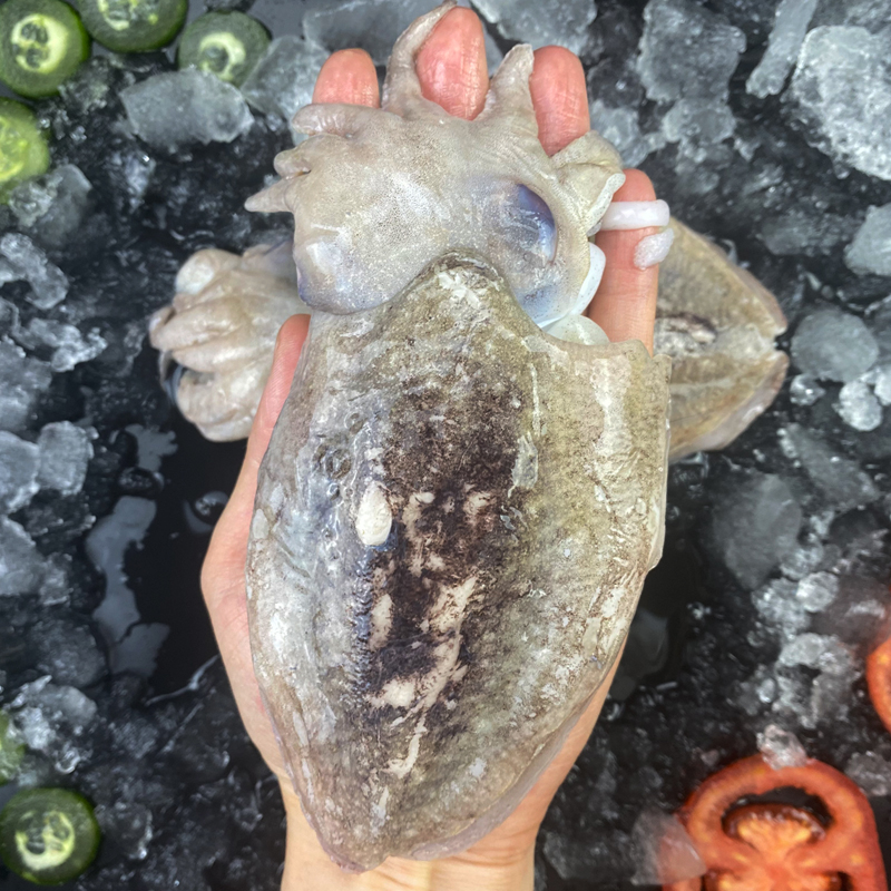 东海冰鲜墨鱼：深海美味，一口鲜嫩！