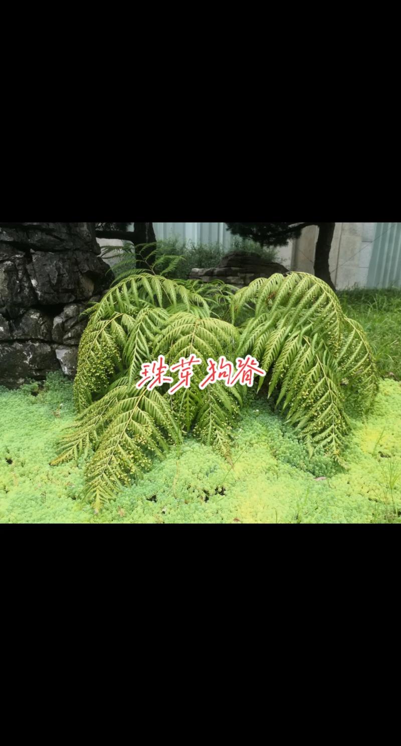 狗脊图片,狗脊——大自然的神奇植物