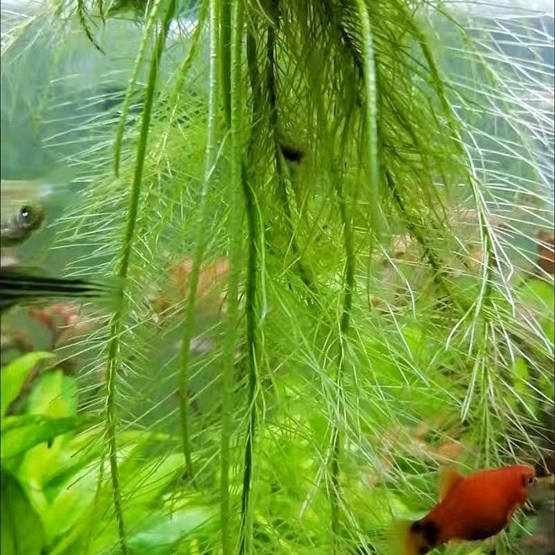 水芙蓉苗&amp;水浮莲：打造梦幻水生植物王国，鱼缸池塘净化水质新风尚！