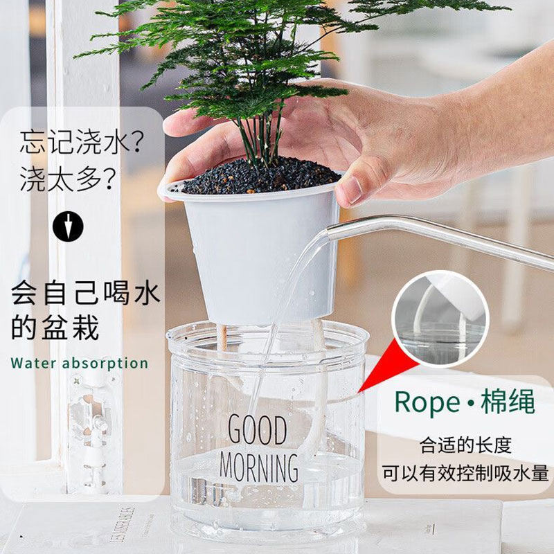 栀子花盆栽花卉植物室内绿萝箩阳台水培绿植茉莉花四季好养九里香：家居绿意，轻松拥有！