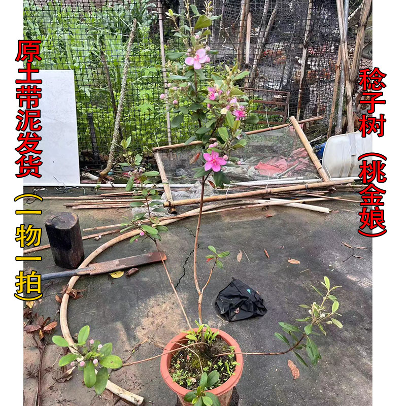 2025新鲜胭脂梅：树上熟的甜蜜诱惑，泡酒佳品！