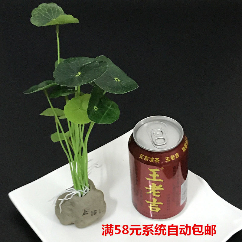 刺身摆盘装饰品：日料艺术升级，让餐桌变身美食舞台✨