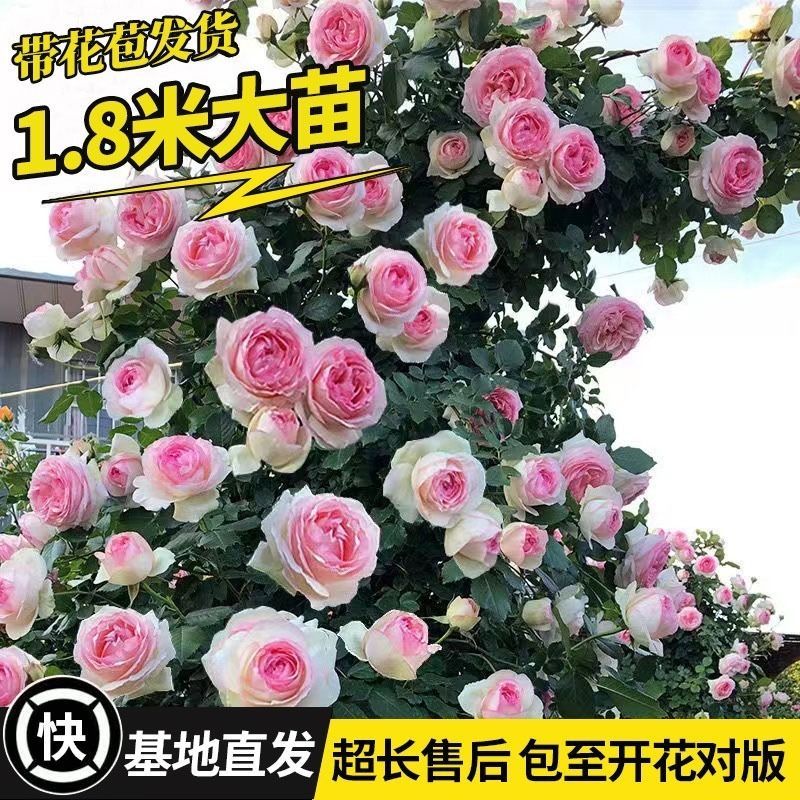 蔷薇花苗爬藤植物：庭院里的四季浓香，打造梦幻花园的秘密武器！