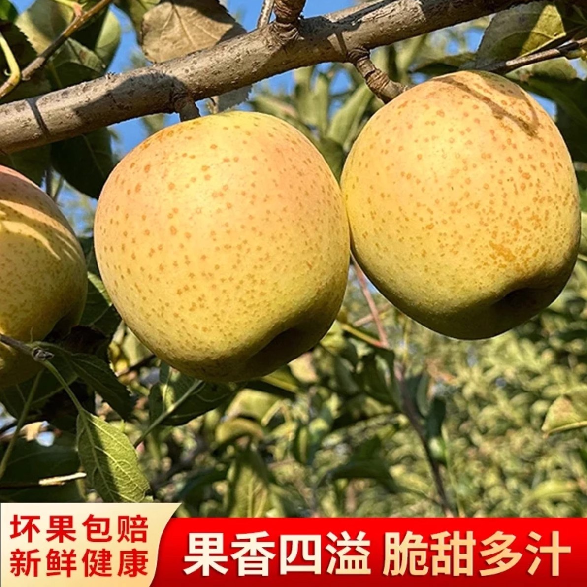 顺丰正宗王林苹果&amp;青森水蜜桃：当季脆甜，鲜果盛宴，谁不爱？