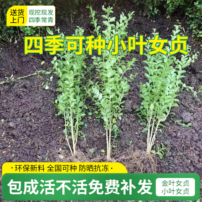 金叶女贞树苗：北方绿篱新宠，庭院色块的颜值担当！