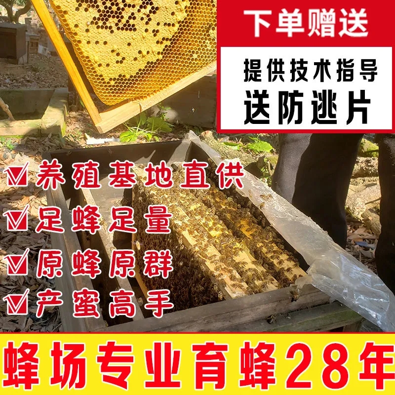 中华蜂土蜜蜂养殖：福建中蜂活体原群爆产蜂王带幼仔脾包邮，开启甜蜜事业！