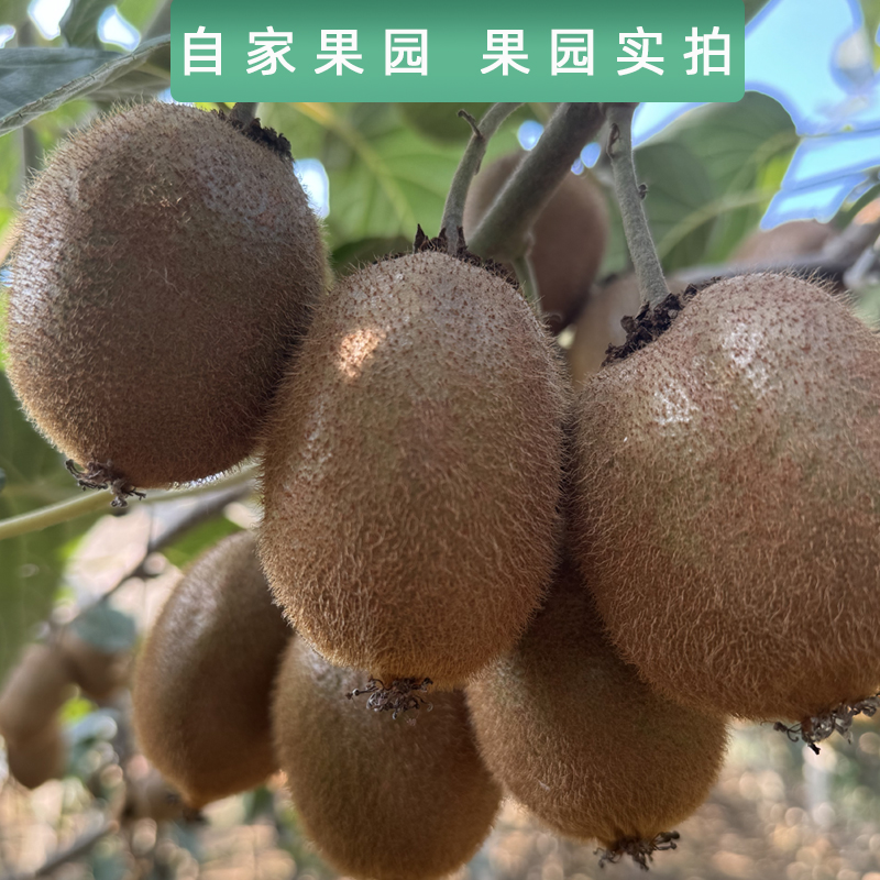 正宗陕西绿心猕猴桃：奇异果界的扛把子，孕妇当季必备，整箱包邮新鲜直达！
