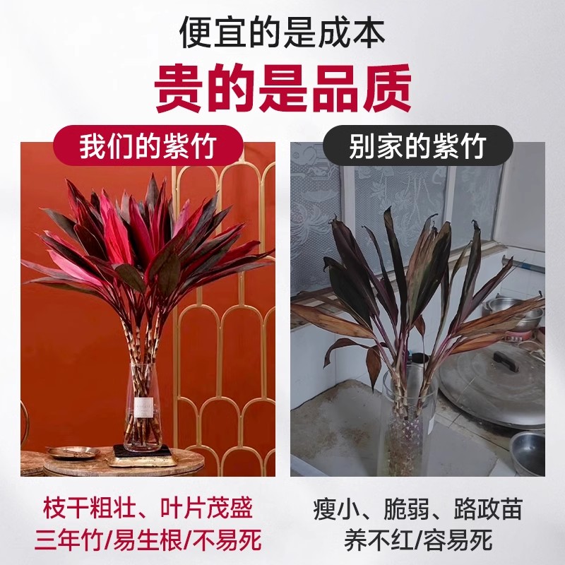 紫竹鸿运当头：室内招财必备，粗杆带根富贵竹水培植物详解