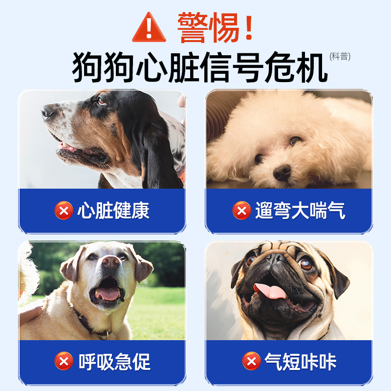 卜尼宠物心脏营养片：守护毛孩子的心脏，告别咳嗽气喘，欣贝宁来帮忙！