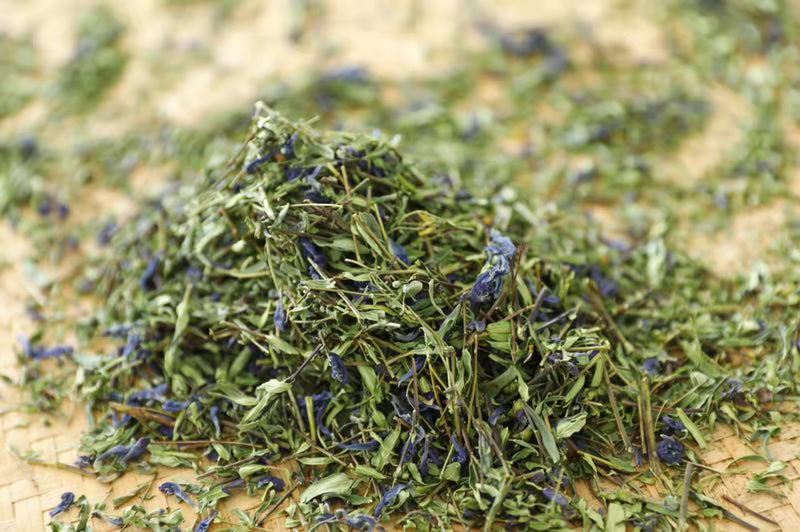 野生黄芩茶太香了！爷爷家深山纯野生500g正品黄琴茶，泡一壶香到上头
