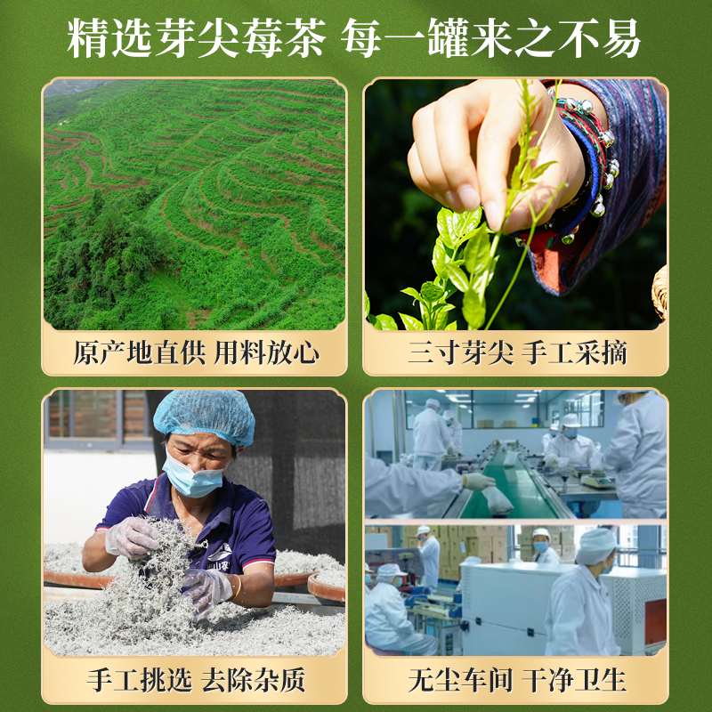 莓茶湖南永顺张美丽家界永顺官方旗舰店特级野生乌龙：神秘山野的馈赠，健康养生的秘密武器！