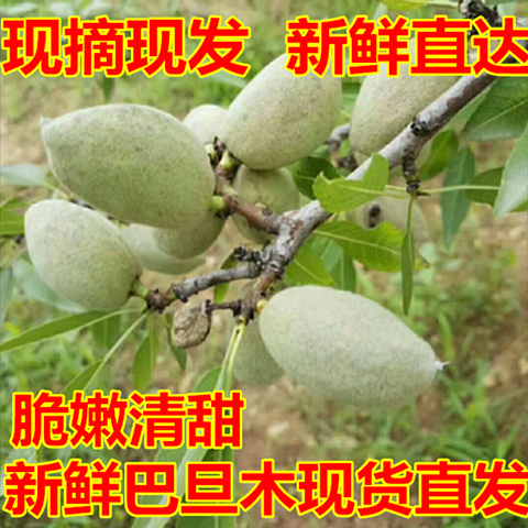 顺丰直达！新鲜青皮巴旦木，一口咬下，满口香脆，你还在等什么？
