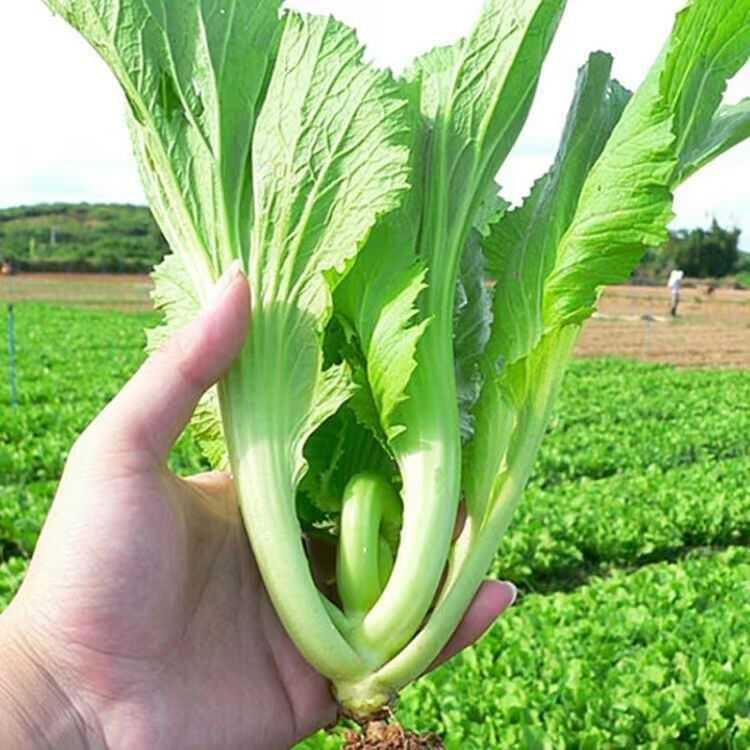 梦见买肉包和豆包什么意思？揭秘梦境背后的“吃”与“心”