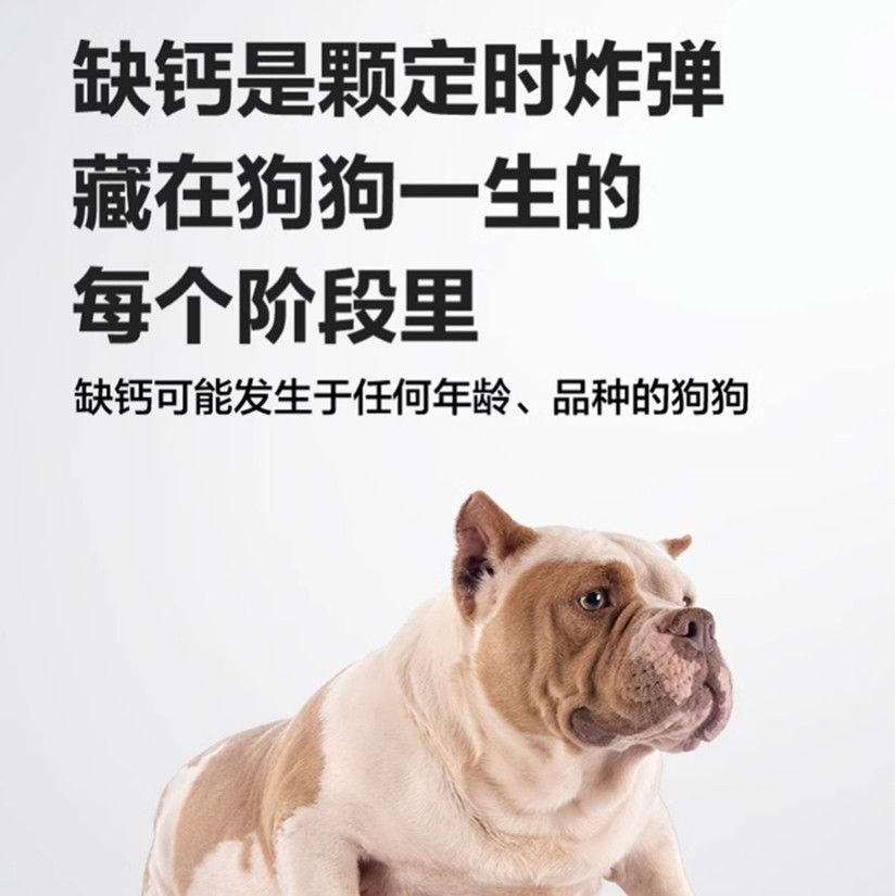 卫仕乳钙片：给阿拉斯加金毛大型幼犬的健骨秘籍，守护它们的关节健康！