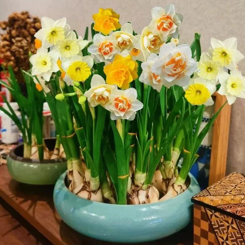 重瓣水仙花盆栽水培种球：四季常青，客厅里的自然精灵